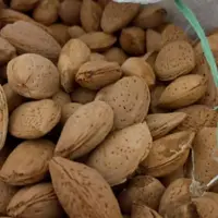 بادام سنگی  بش ارگانیک پنج کیلویی 