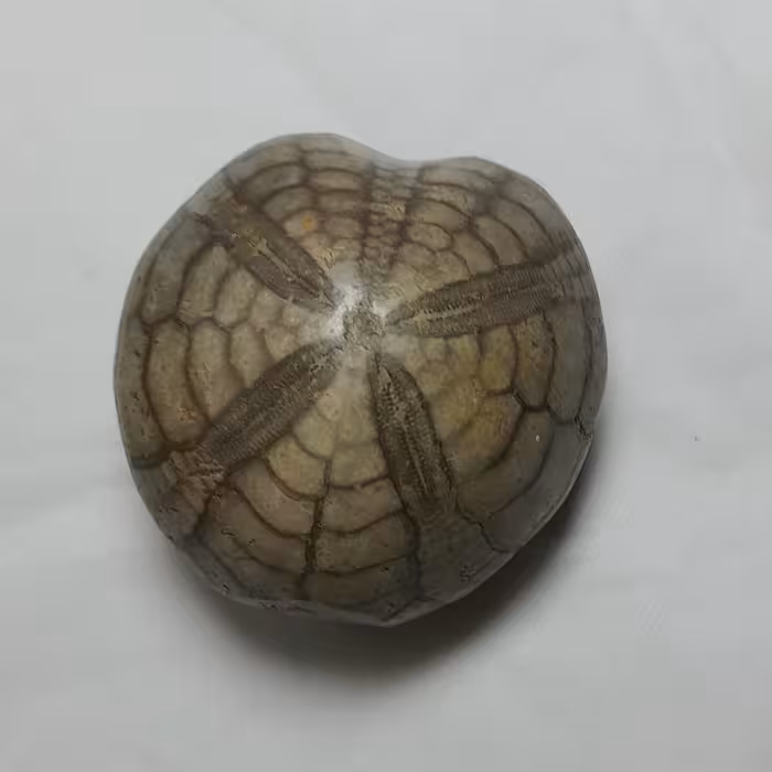 فسیل ستاره دریایی