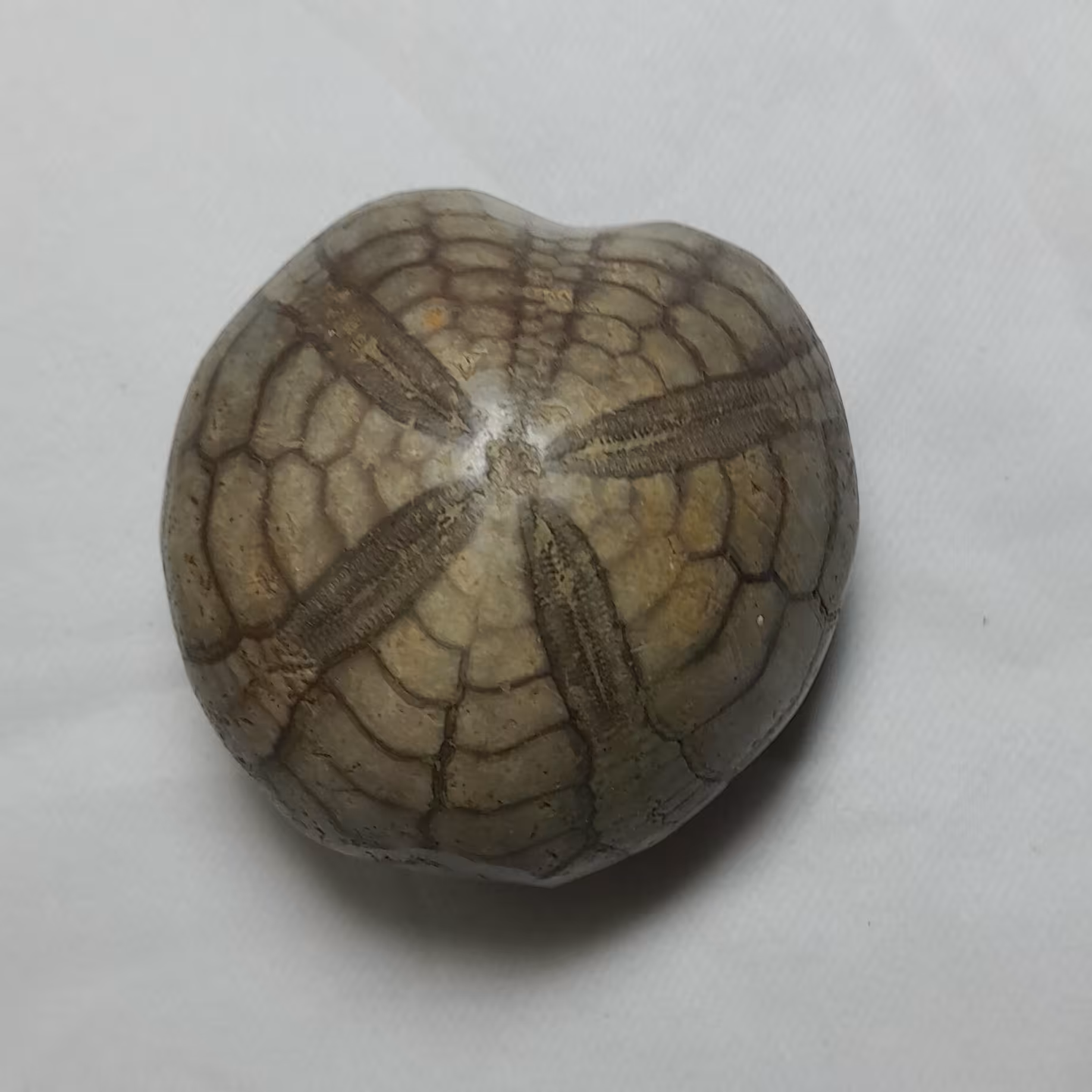 فسیل ستاره دریایی