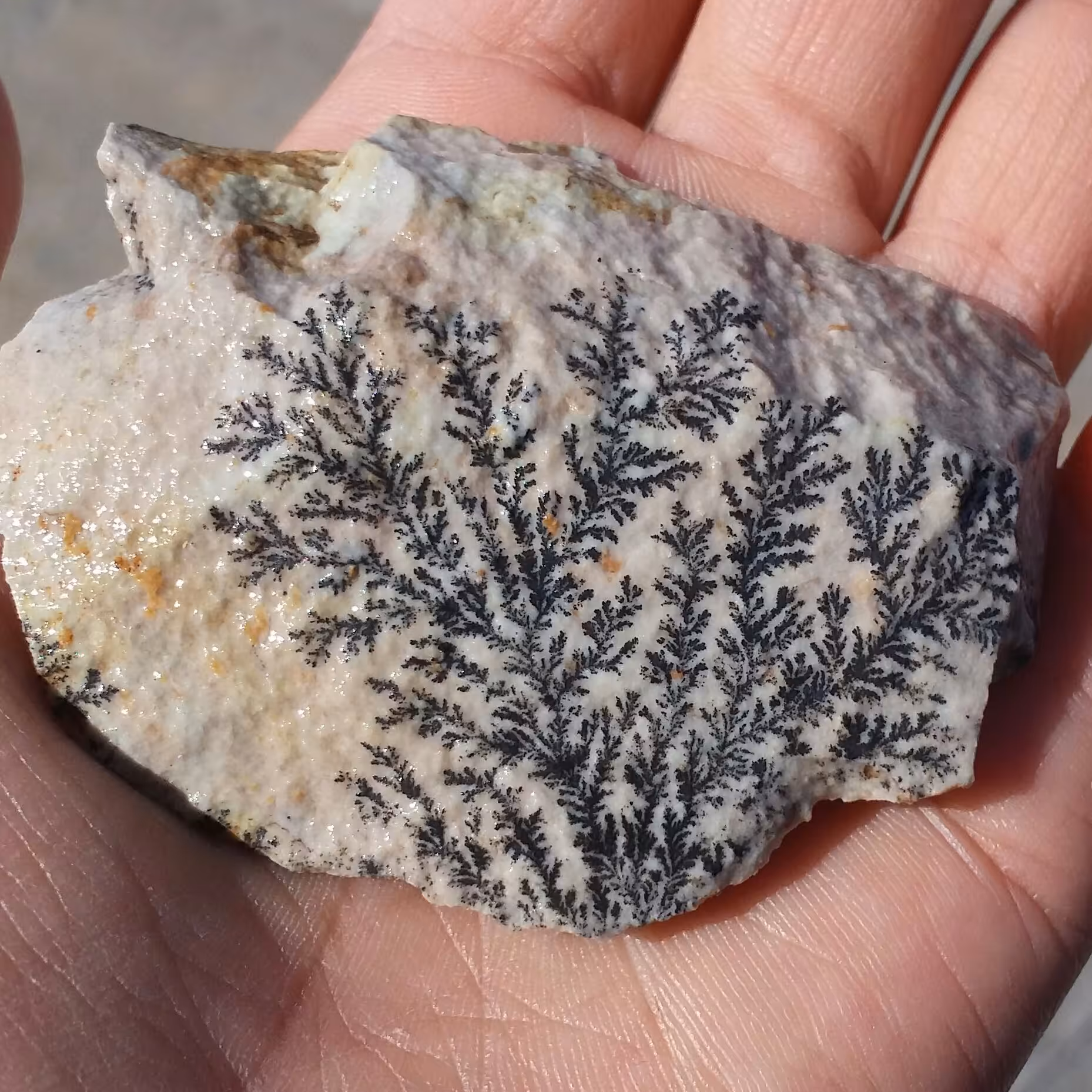 سنگ راف 100 در 100 طبیعی شجر دندریتی یا فسیلی محشر  بینظیر خاص شاهکار خلقت
شجر واضح تکرار نشدنی