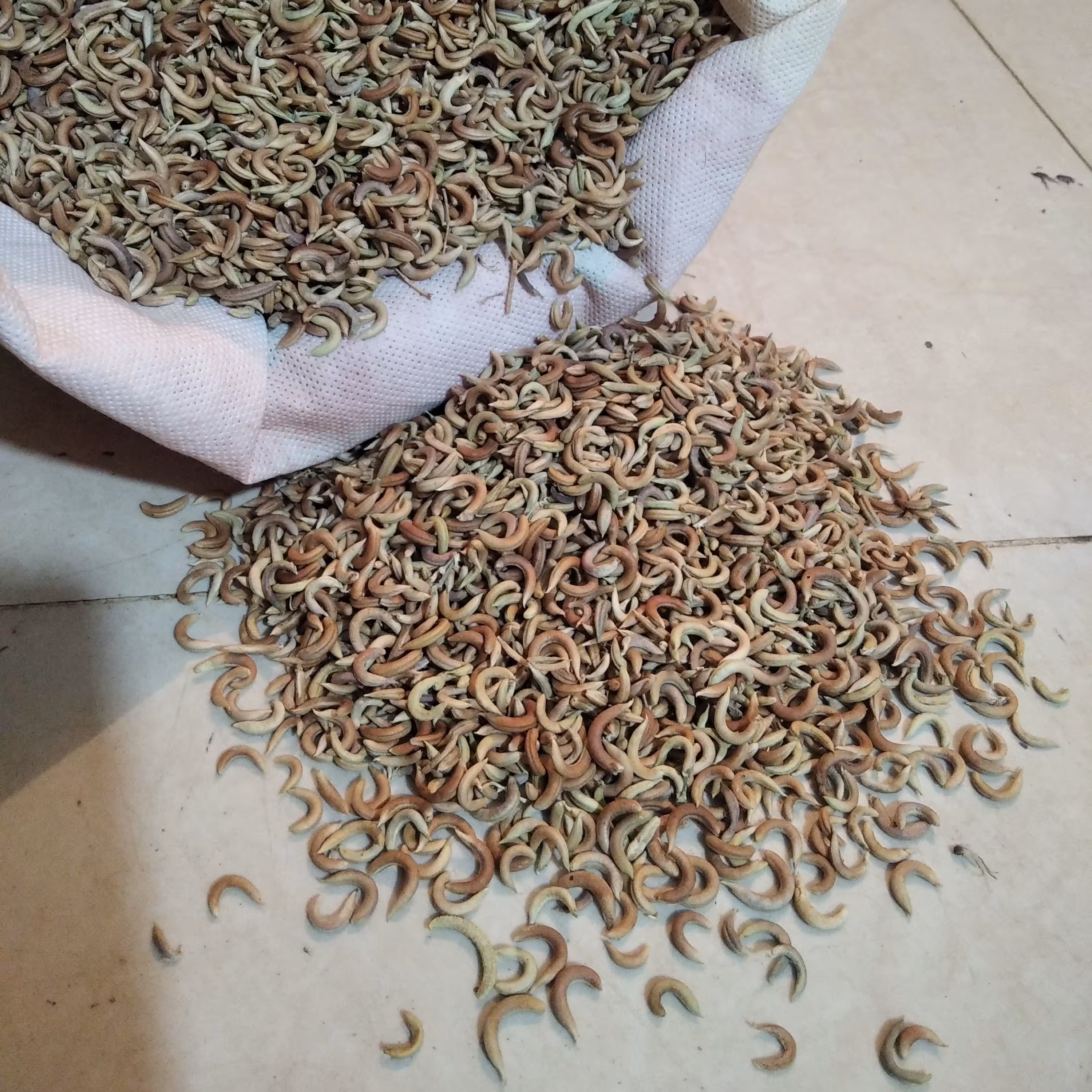 گیاه ناخنک طبیعی خودرو تمیز و چین امسال