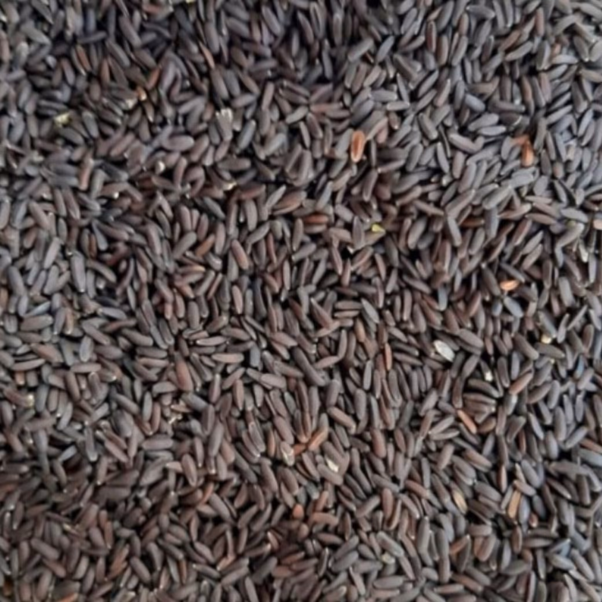 تخم شربتی بالنگو