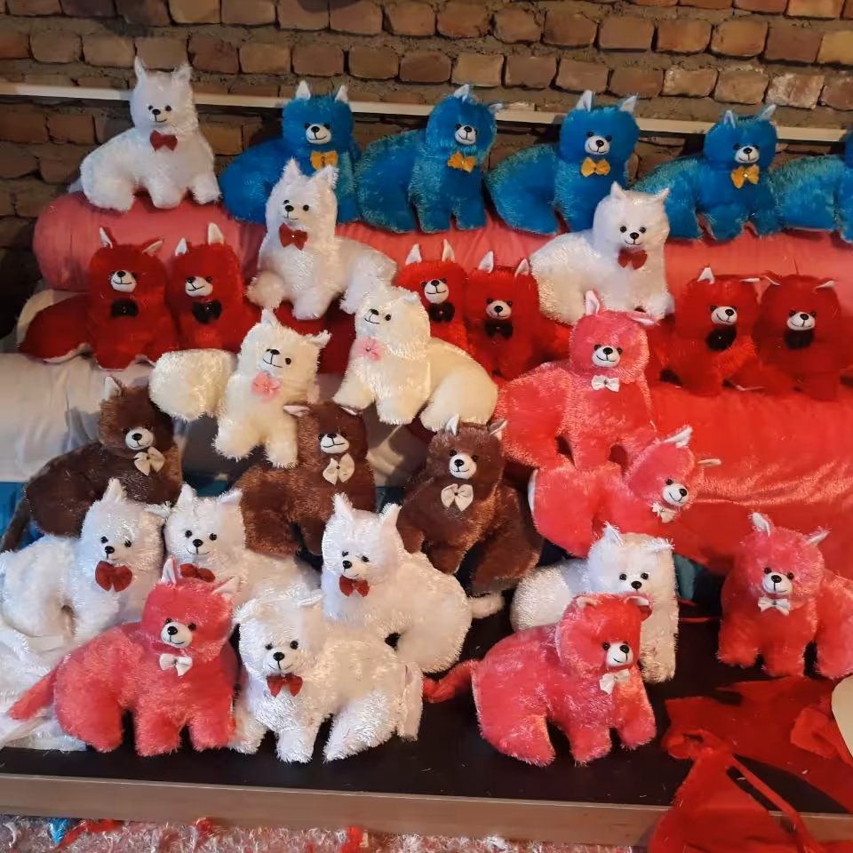 گربه خوابیده