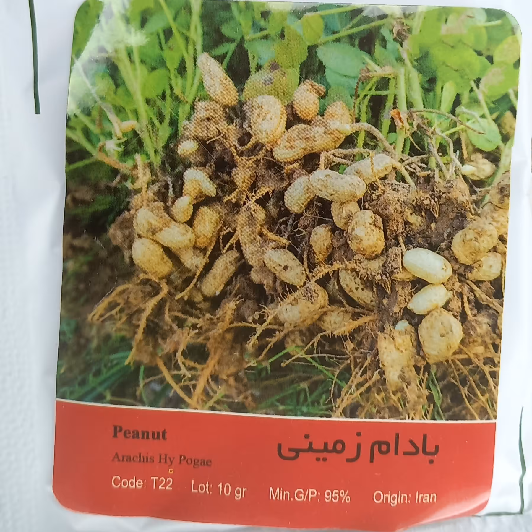 بذر بادام زمینی