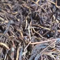خراطین خشک بدون خاک برای روغن خراطین کرم خاکی 250 گرمی ارسال رایگان