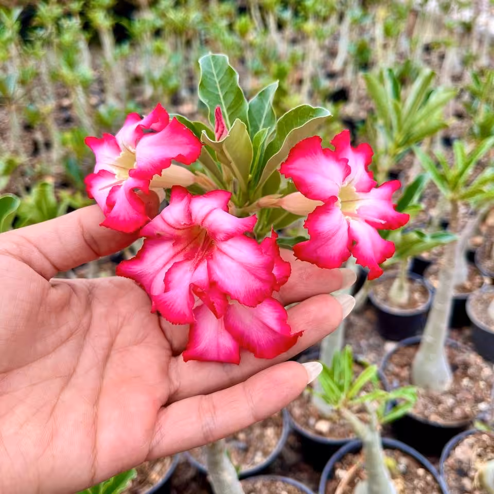 آدونیوم  تنه قطور و بنسای شکل ( سایز گلدان 8) 