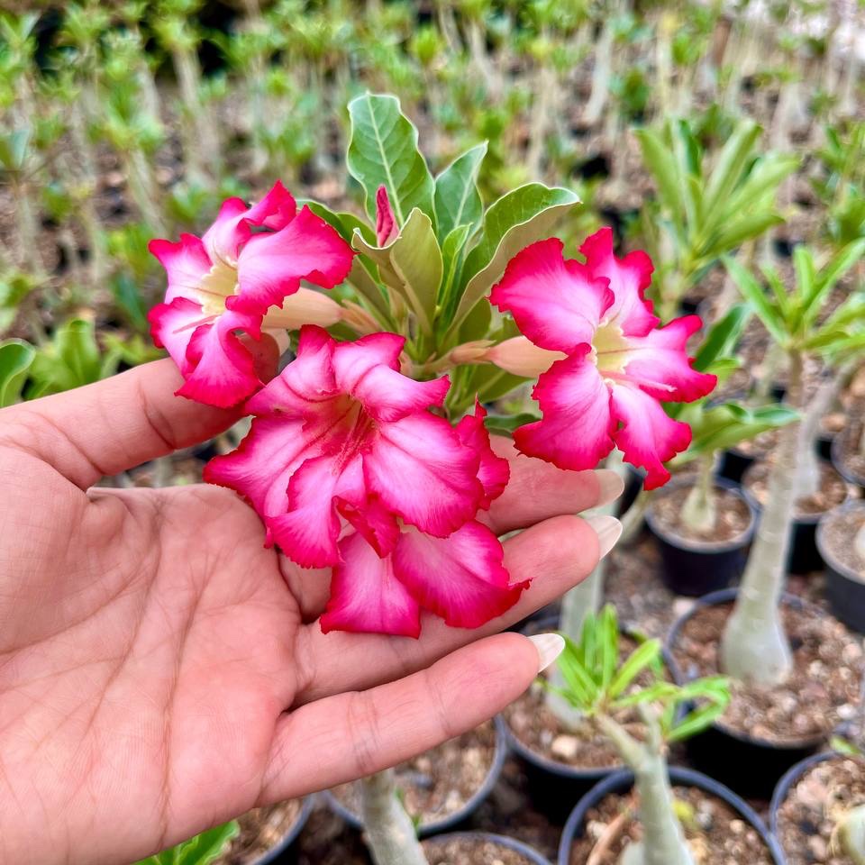 آدونیوم  تنه قطور و بنسای شکل ( سایز گلدان 8) 
