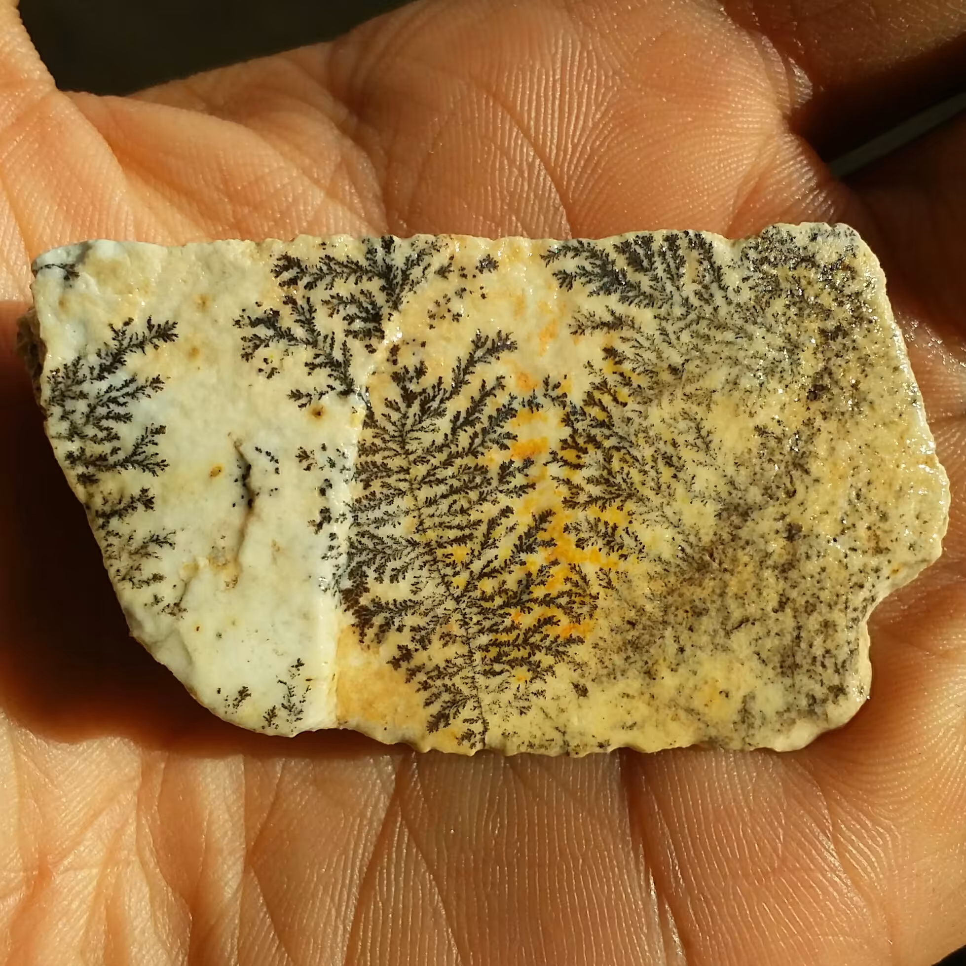 سنگ راف 100 در 100 طبیعی شجر دندریتی یا فسیلی محشر خاص شاهکار خلقت
شجر واضح خاا ا ااا اا اص
