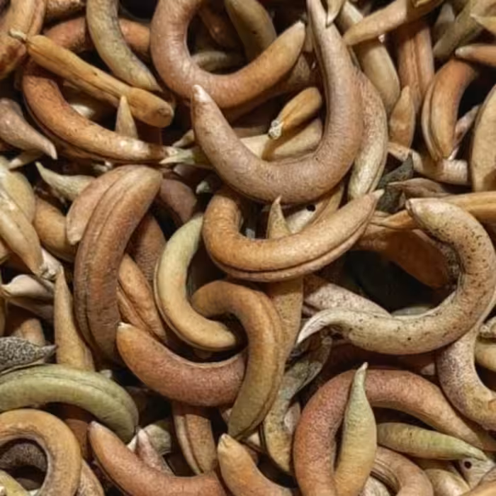 ناخنک ریز یک کیلویی عطاری دستانی 