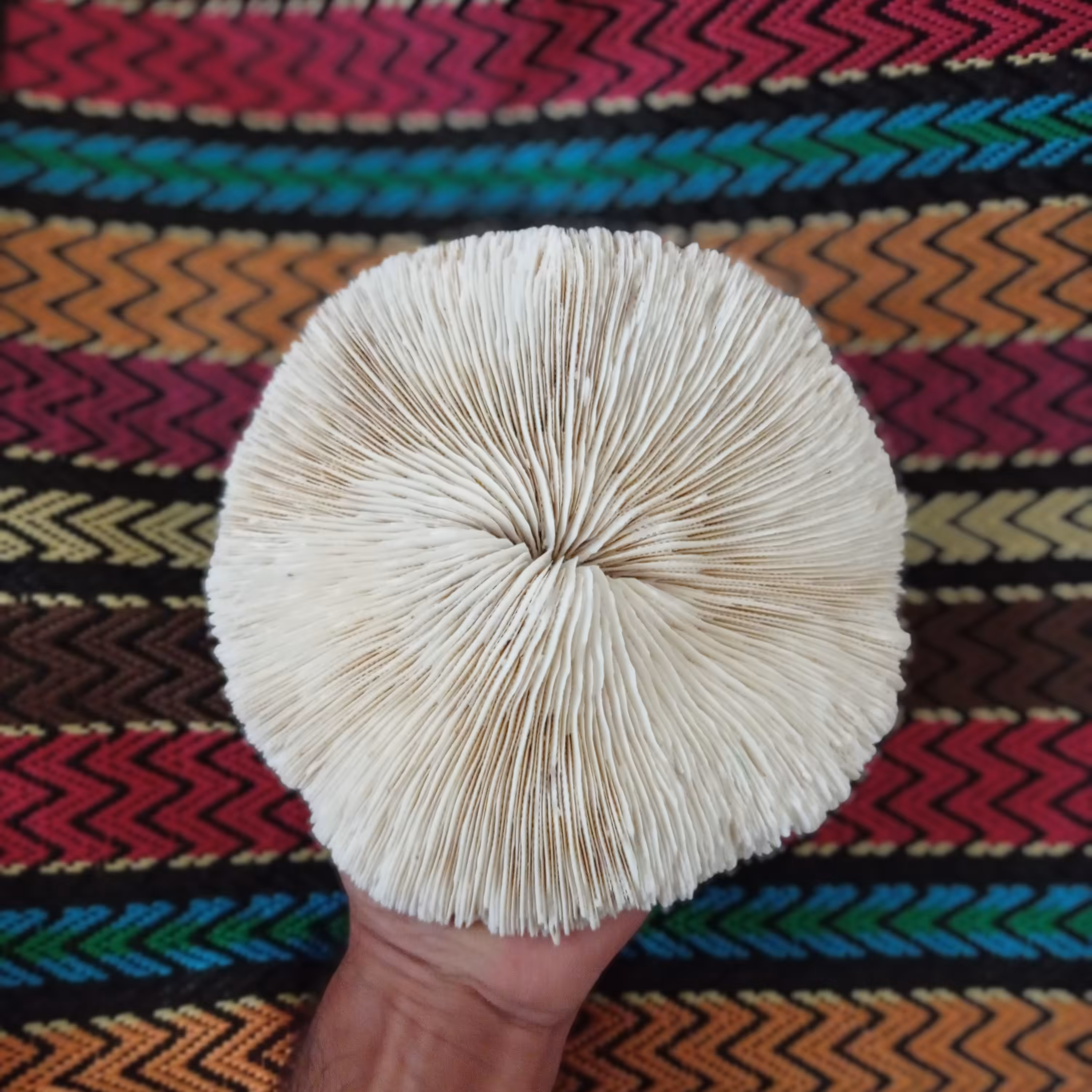 پایه مرجان دایره ای کلکسیونی شیاردار سایز خیلی بزرگ