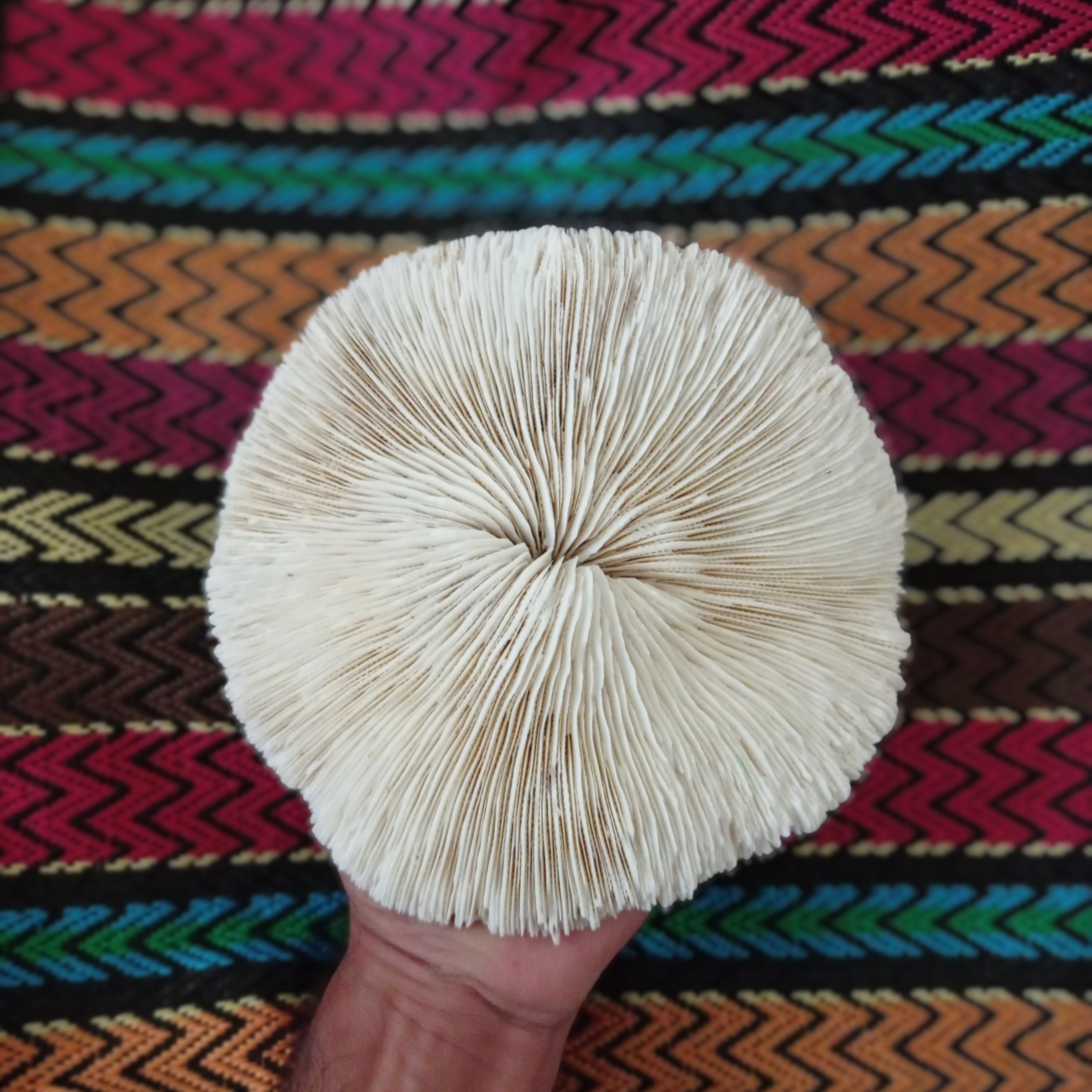 پایه مرجان دایره ای کلکسیونی شیاردار سایز خیلی بزرگ