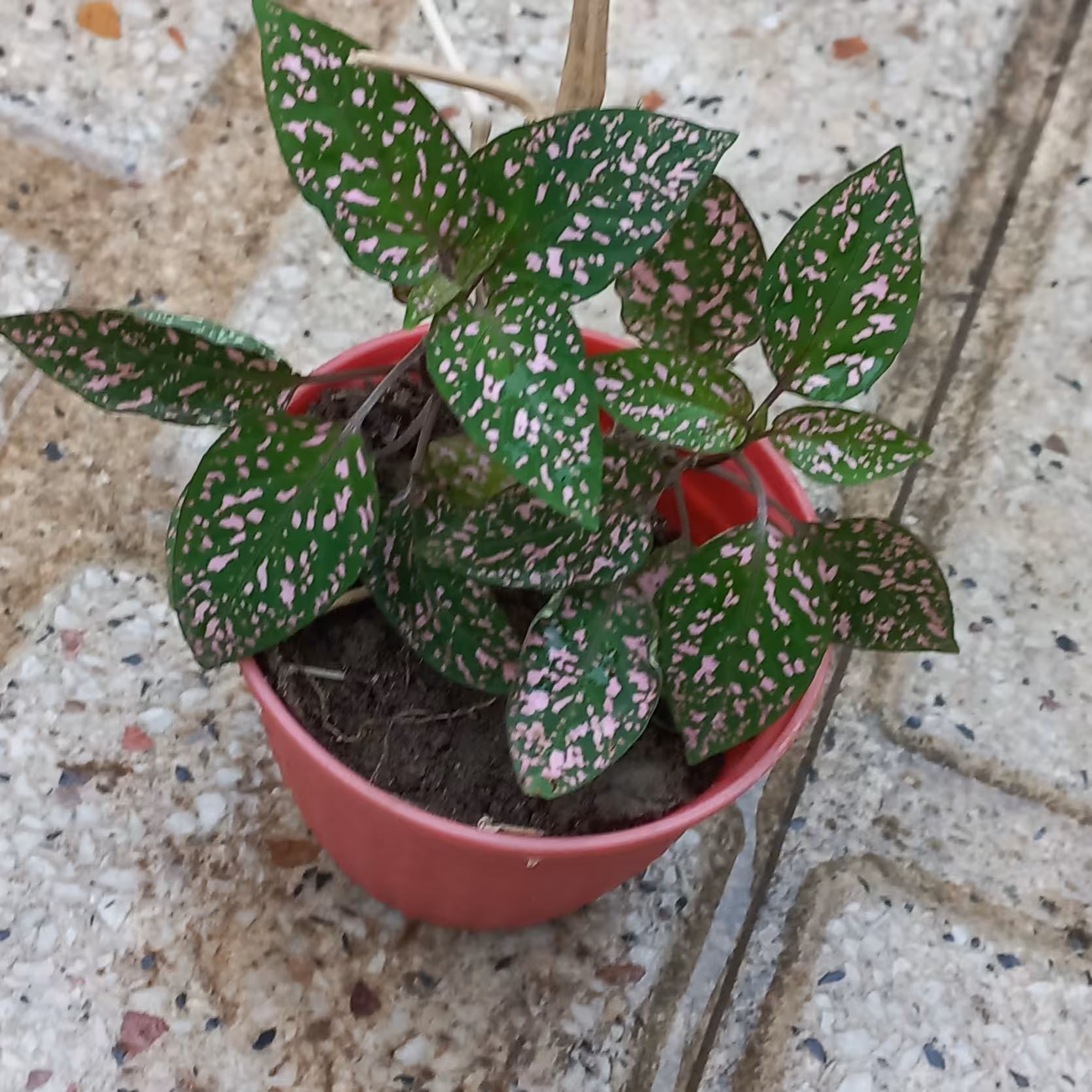 گیاه زیبای گل سنگ..رنگ سبز و صورتی..زمینه سبز با خالهای صورتی..گلدان کوچک...ارسال با اتوبوسیا دفتر چاپار و پس کرایه 