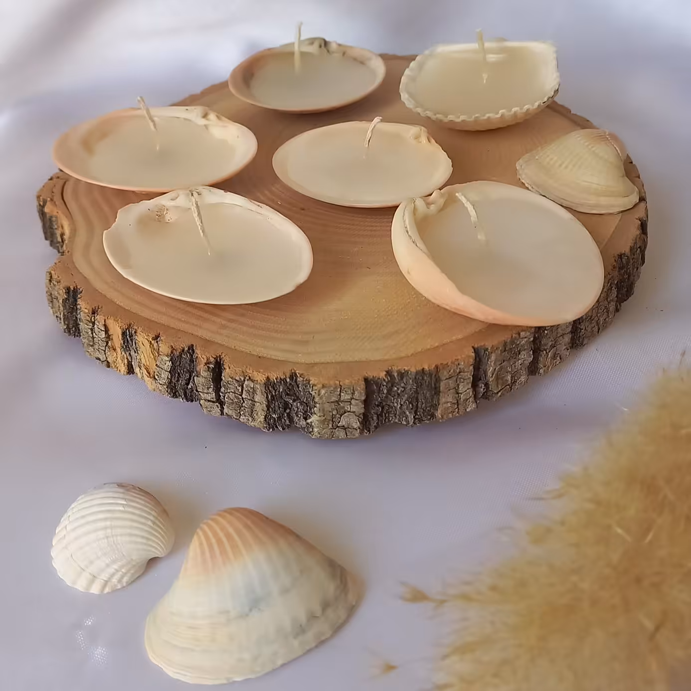 شمع صدف دریایی