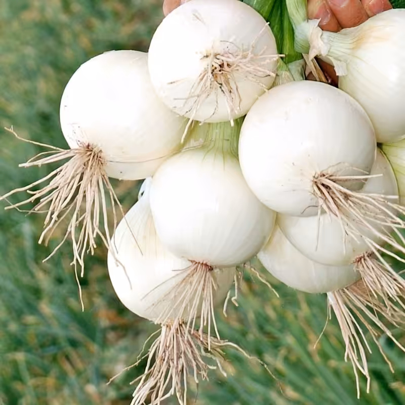 بذر پیازچه یک بسته 