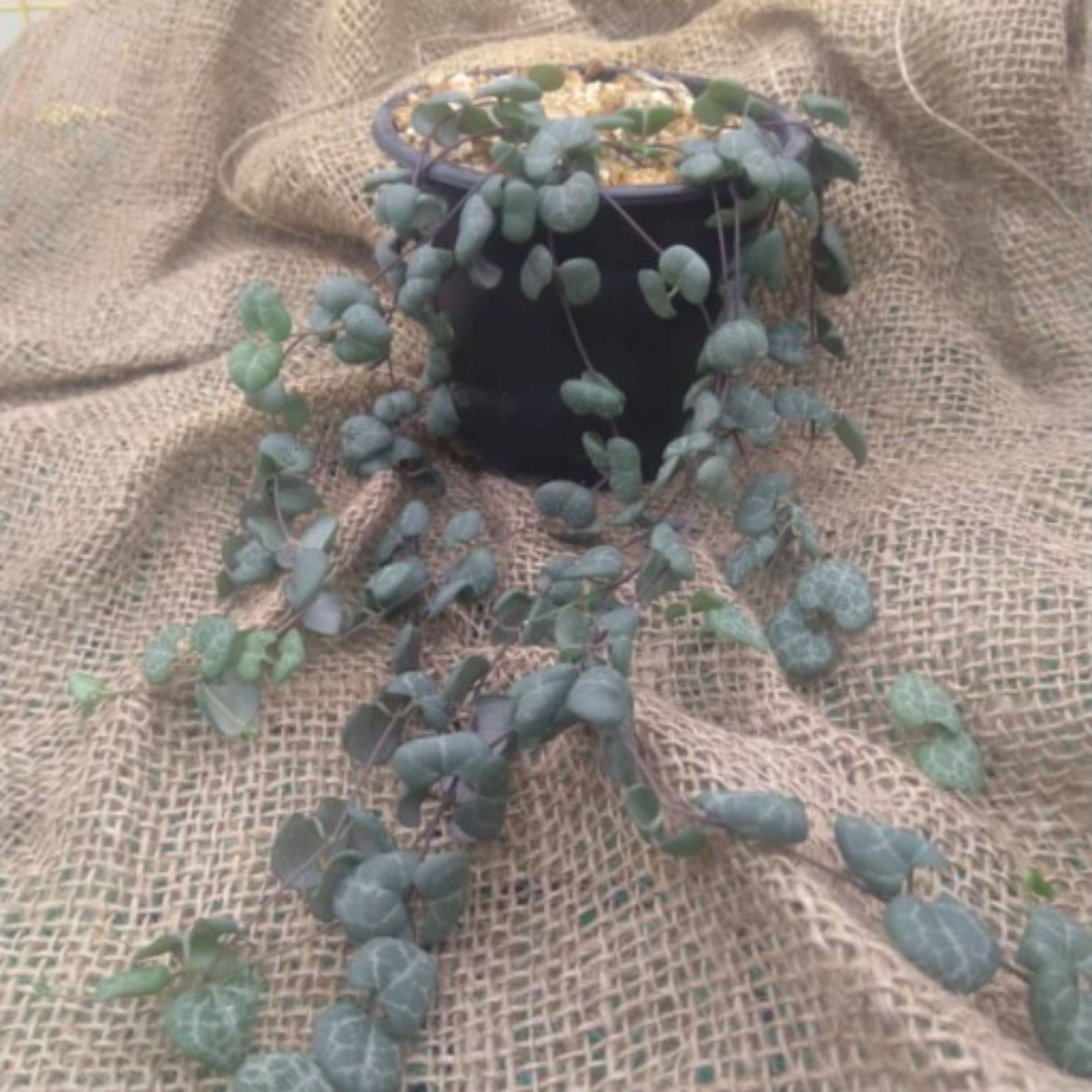 سروپژیا سبز گلدان 10 (3 عدد) (پر شاخه و بوته)