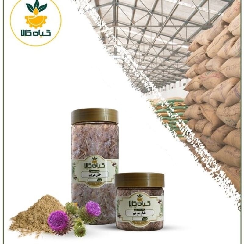 گیاه خار مریم با کیفیت عالی، بار امسالی و تازه(65 گرمی )