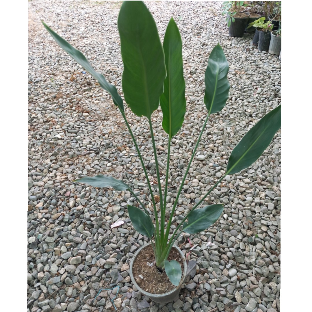 پرنده بهشتی رنگ غنچه نارنجی سایز گلدان چهار