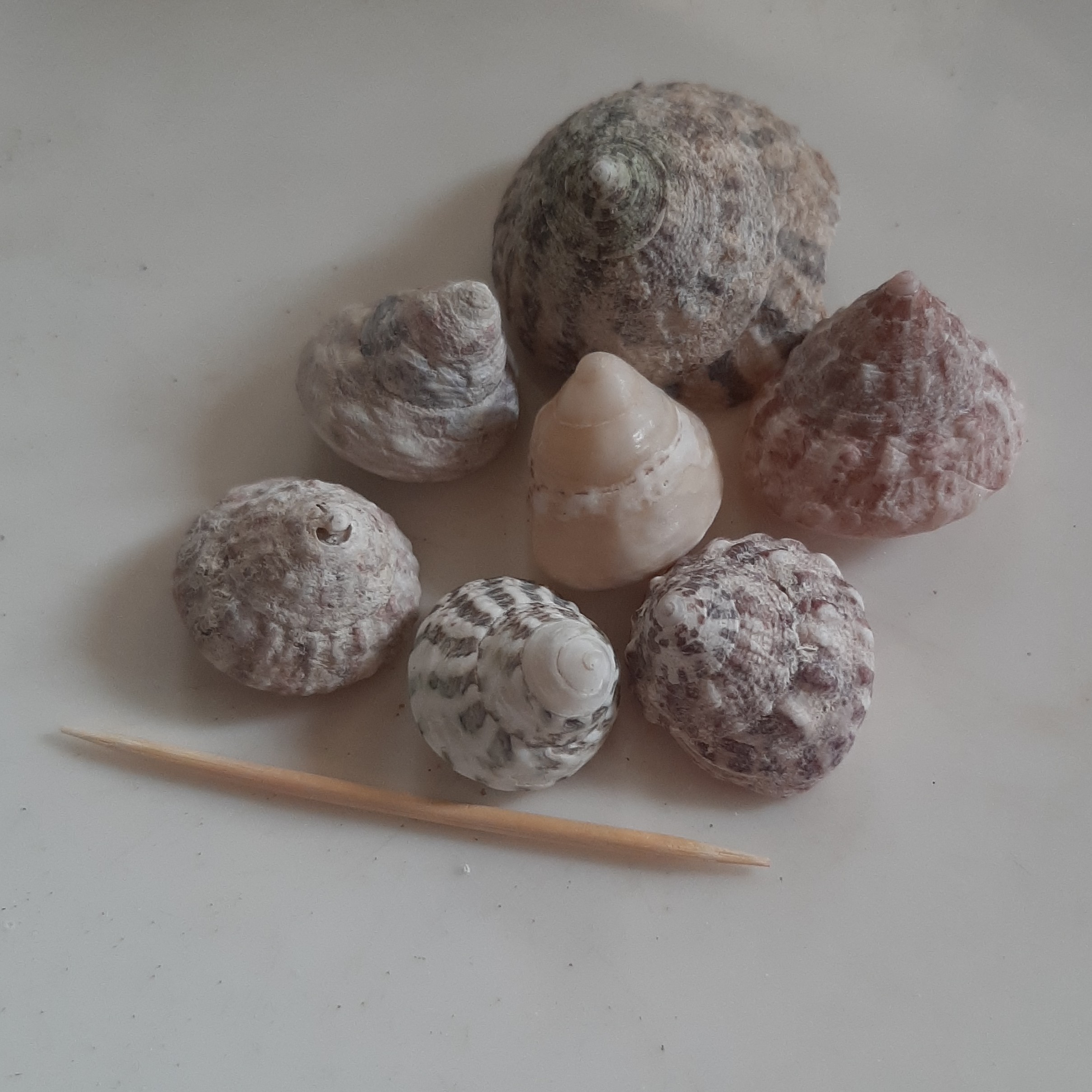 مخروطی درشت در هر بسته 7 عدد موجود هست