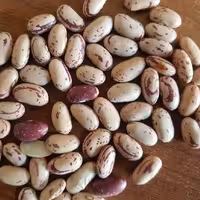 لوبیا چیتی اعلاء درشت و درجه یک 