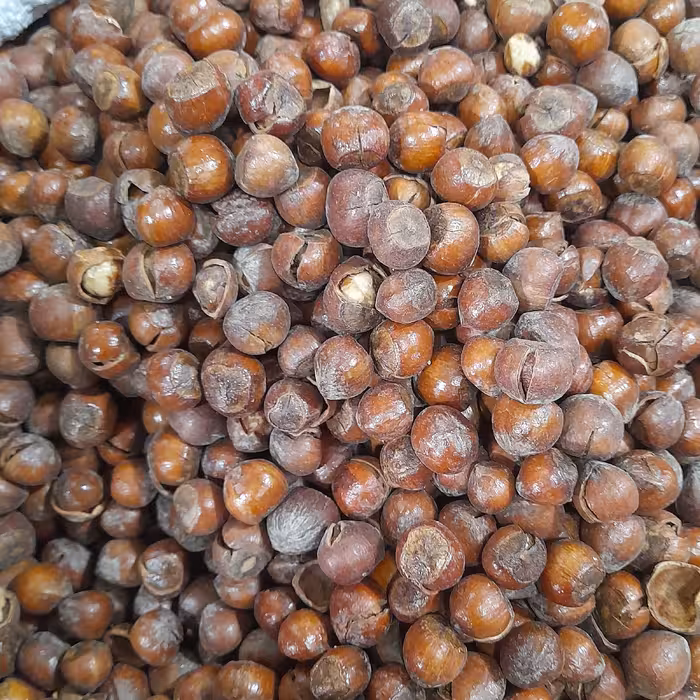 فندق با پوست شور  (1000گرم)