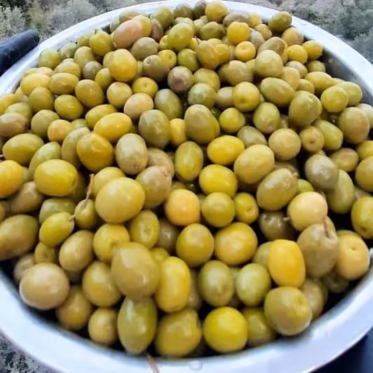 زیتون کنسروی سوپر ویژه