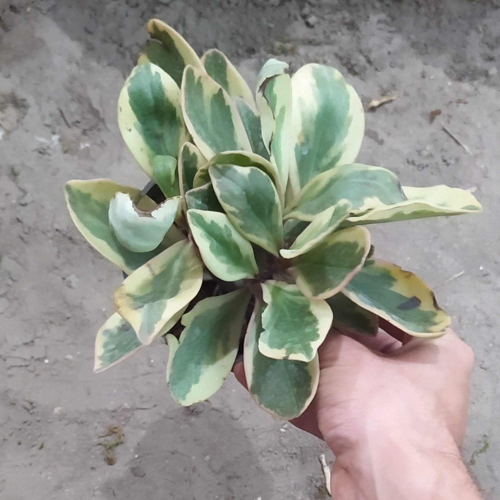 قاشقی لب ماتیکی