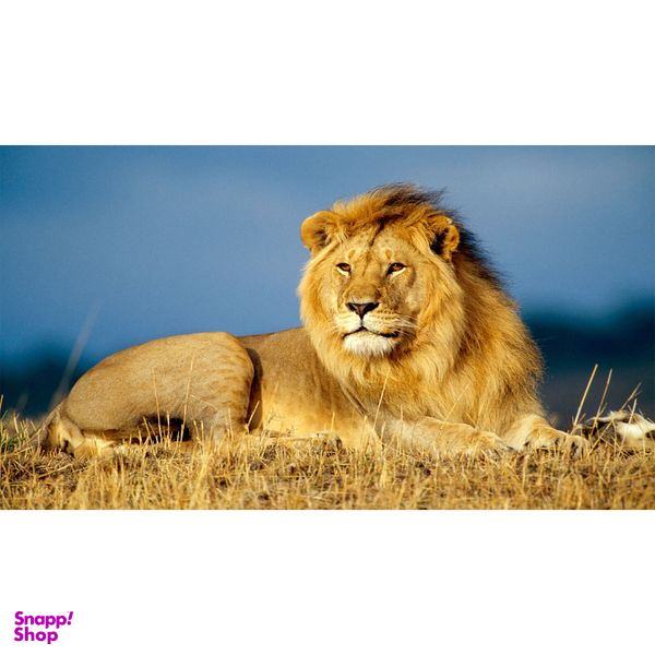 تابلو شاسی طرح شیر مدل T7658