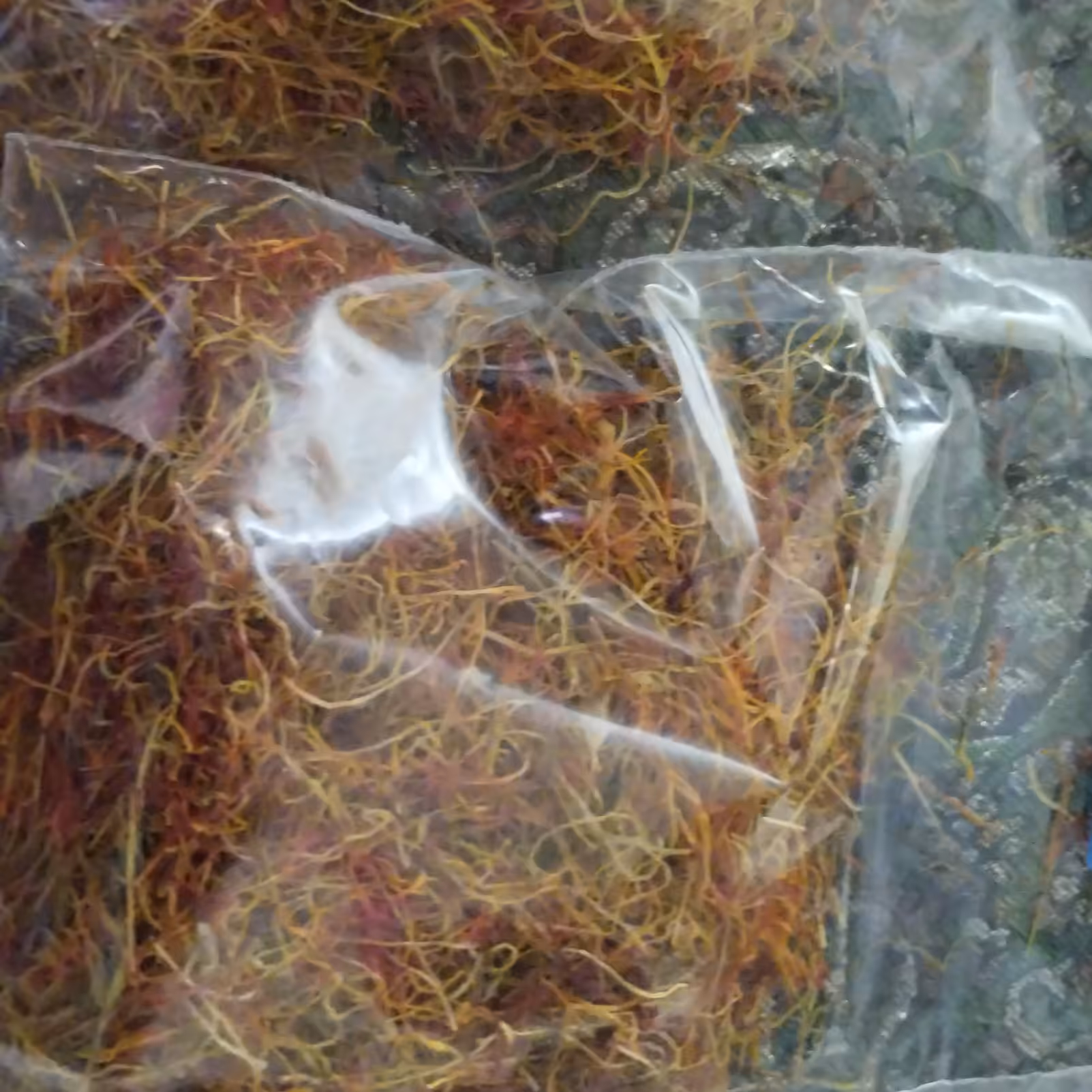 ریشه زعفران با درصد زعفران بالا