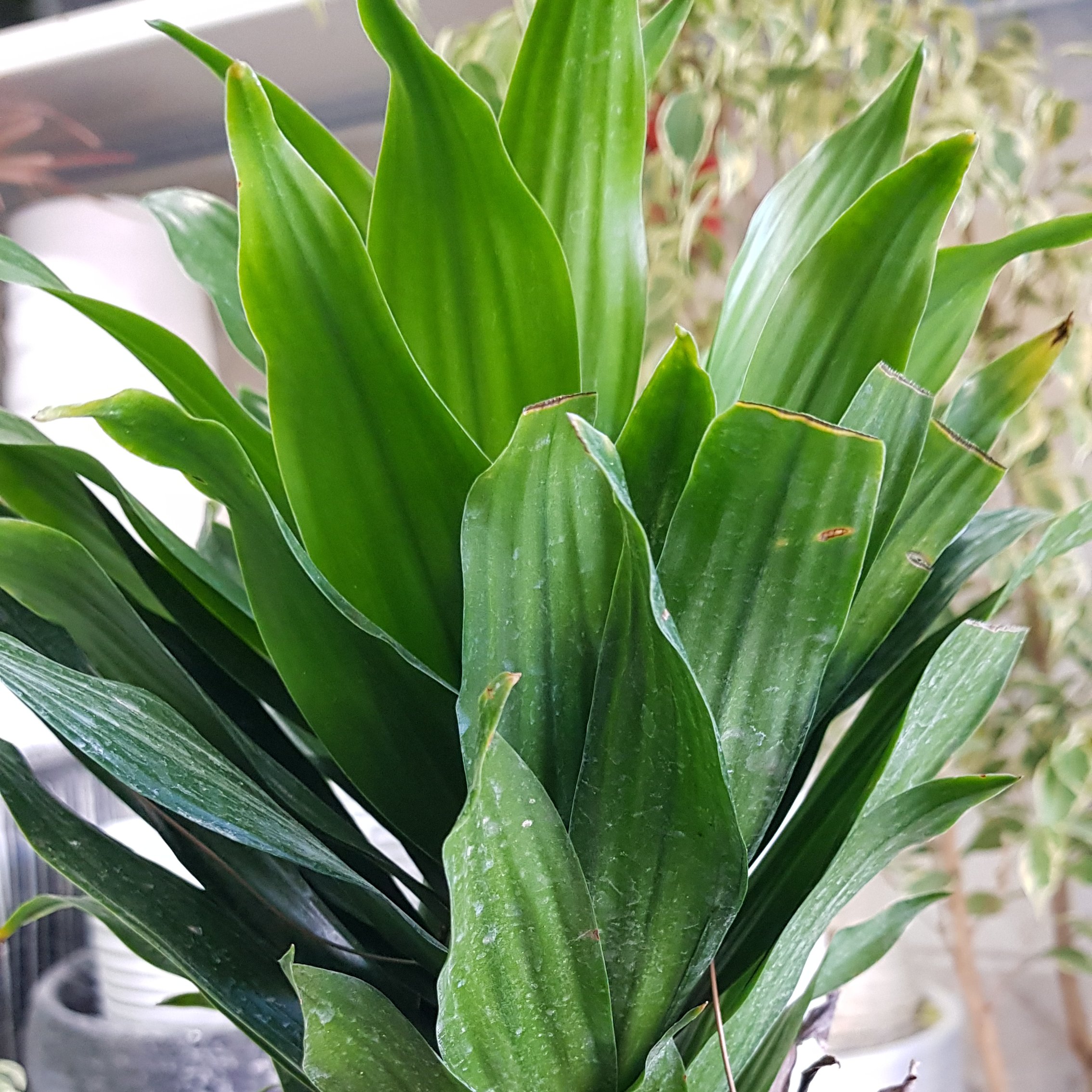 دراسنا کامپکت