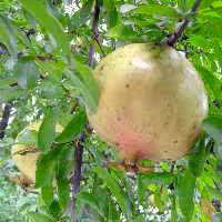 رب انار شیرین و غلیظ خانگی