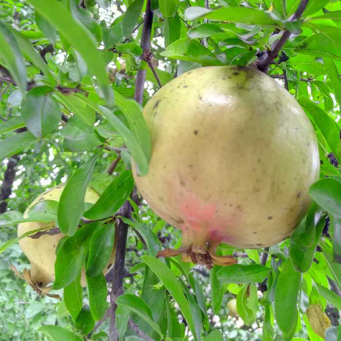 رب انار شیرین و غلیظ خانگی