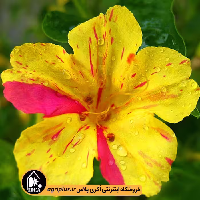 بذر گل لاله عباسی بسته بندی خانگی