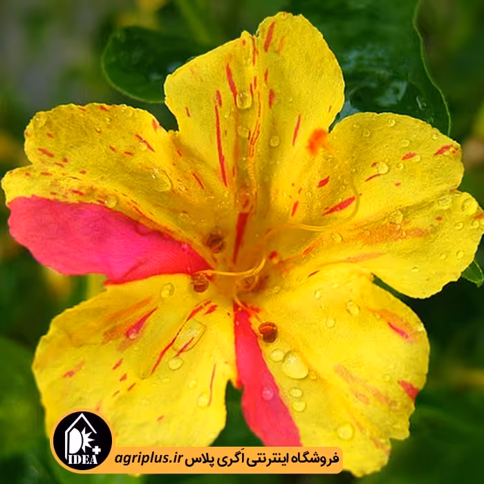 بذر گل لاله عباسی بسته بندی خانگی
