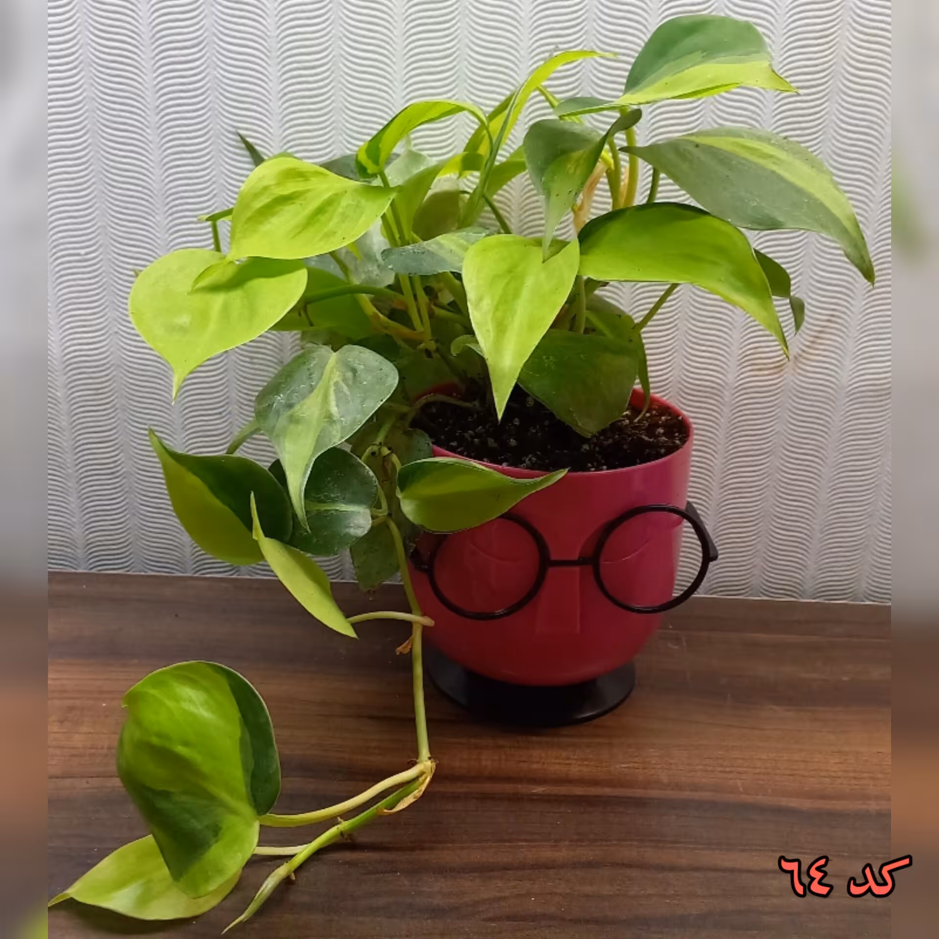گلدان مدل عینک با گیاه اسکاندیس ابلق  کد 64