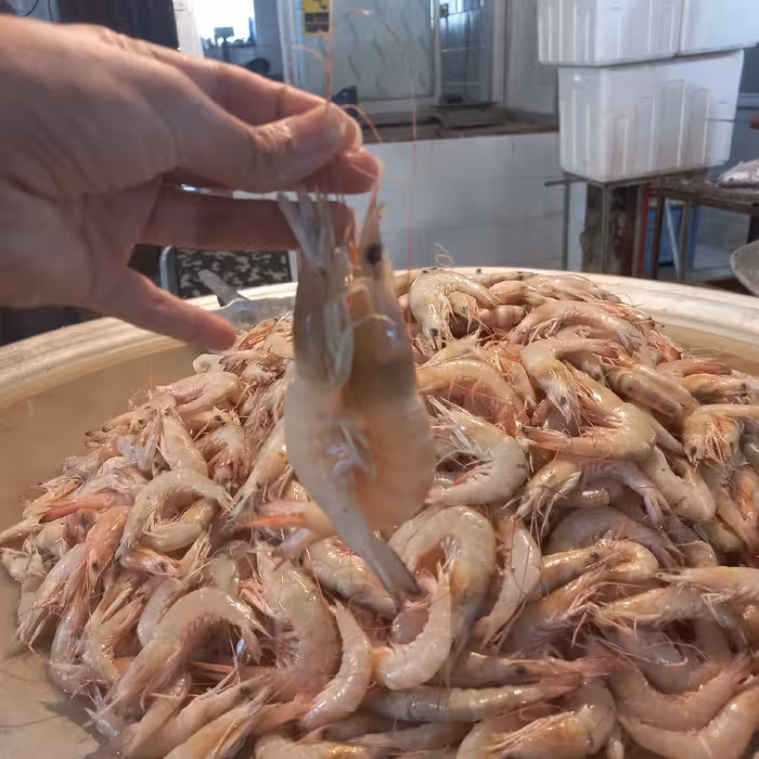 میگو سرتیز بوشهر سایز 90یعنی 80 تا 90 عدددر یک کیلو .ارسال رایگان فقط یک عدد یخدان ثبت سفارش کنید ارسال فقط با اتوبوس 