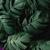 کاشی طرح برگ انجیری کد 6687419