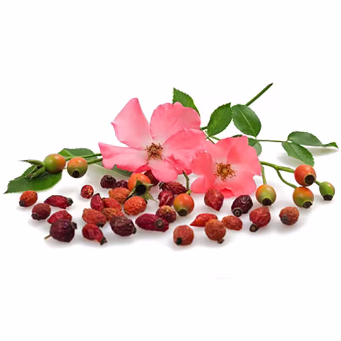 بذر گل نسترن وحشی