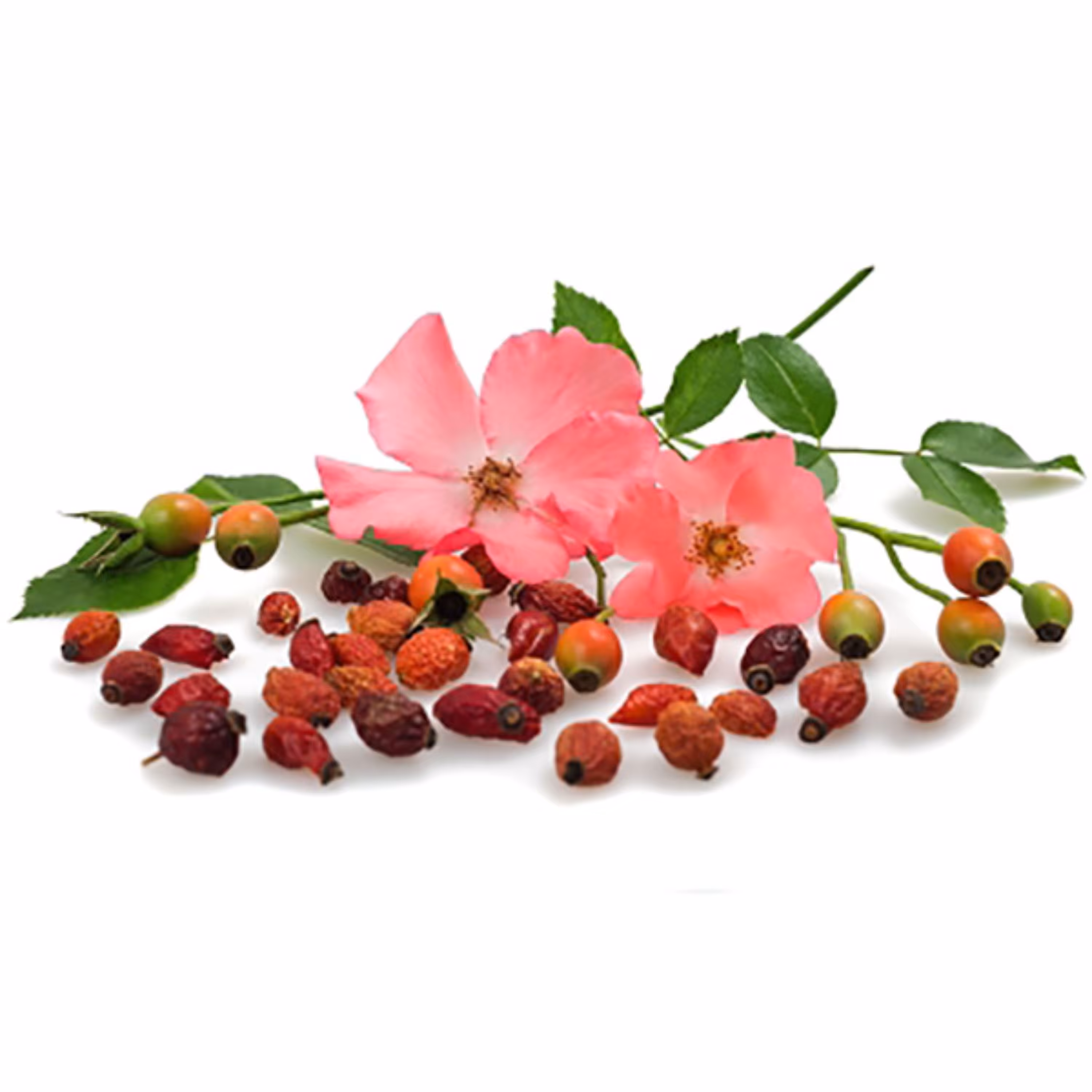 بذر گل نسترن وحشی