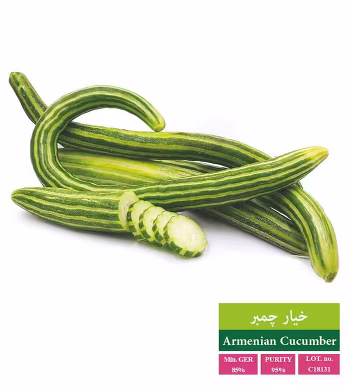بذر خیار چمبر - بذر طلایی رویان