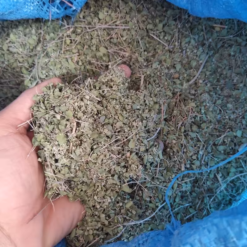 آویشن برگ پهن کوهی