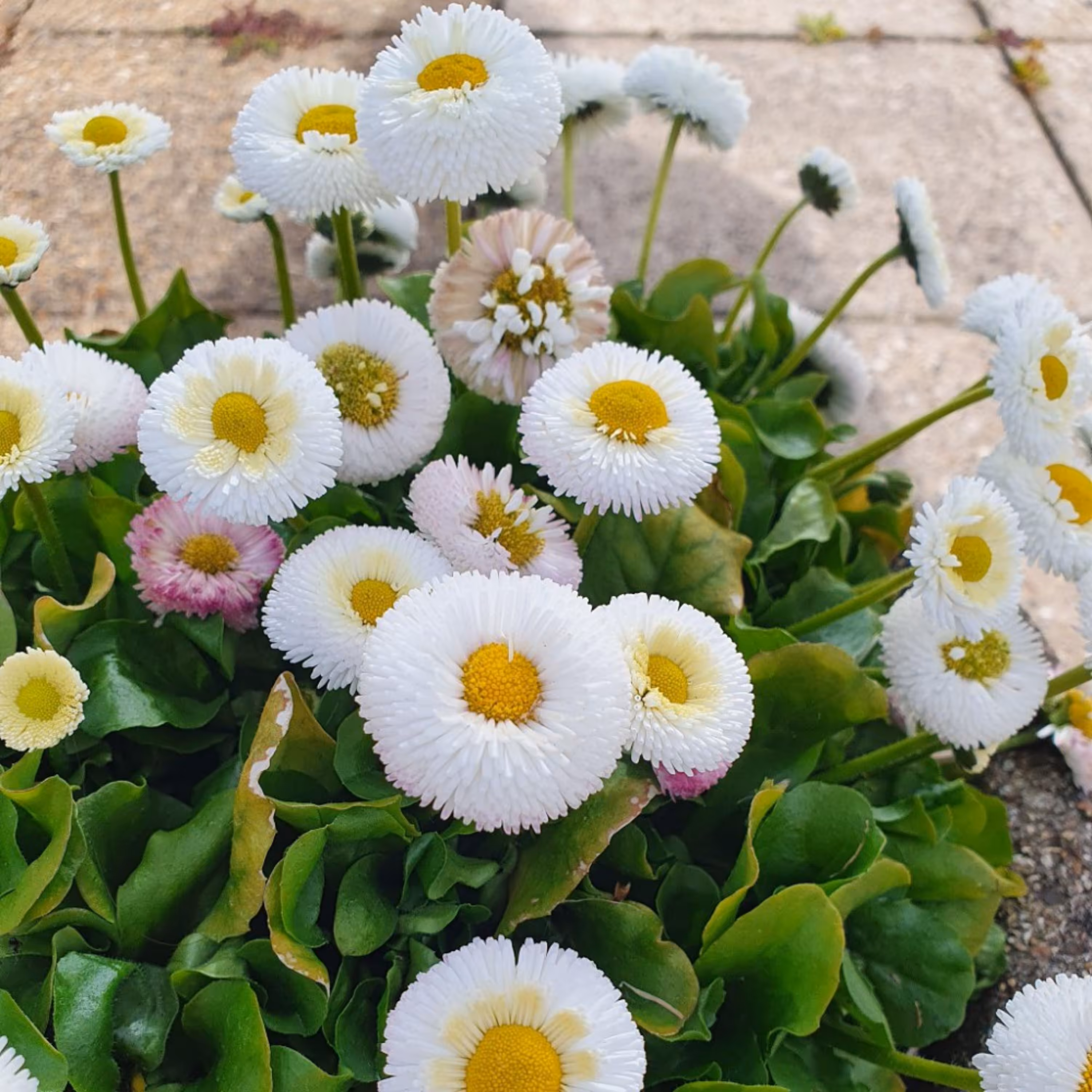 بذر گل مینا چمنی سفید  (50 بذر  ریز)