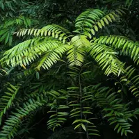 پودر عصاره تانگات علی تانگاتعلی (لانگ جک) 10 گرمی