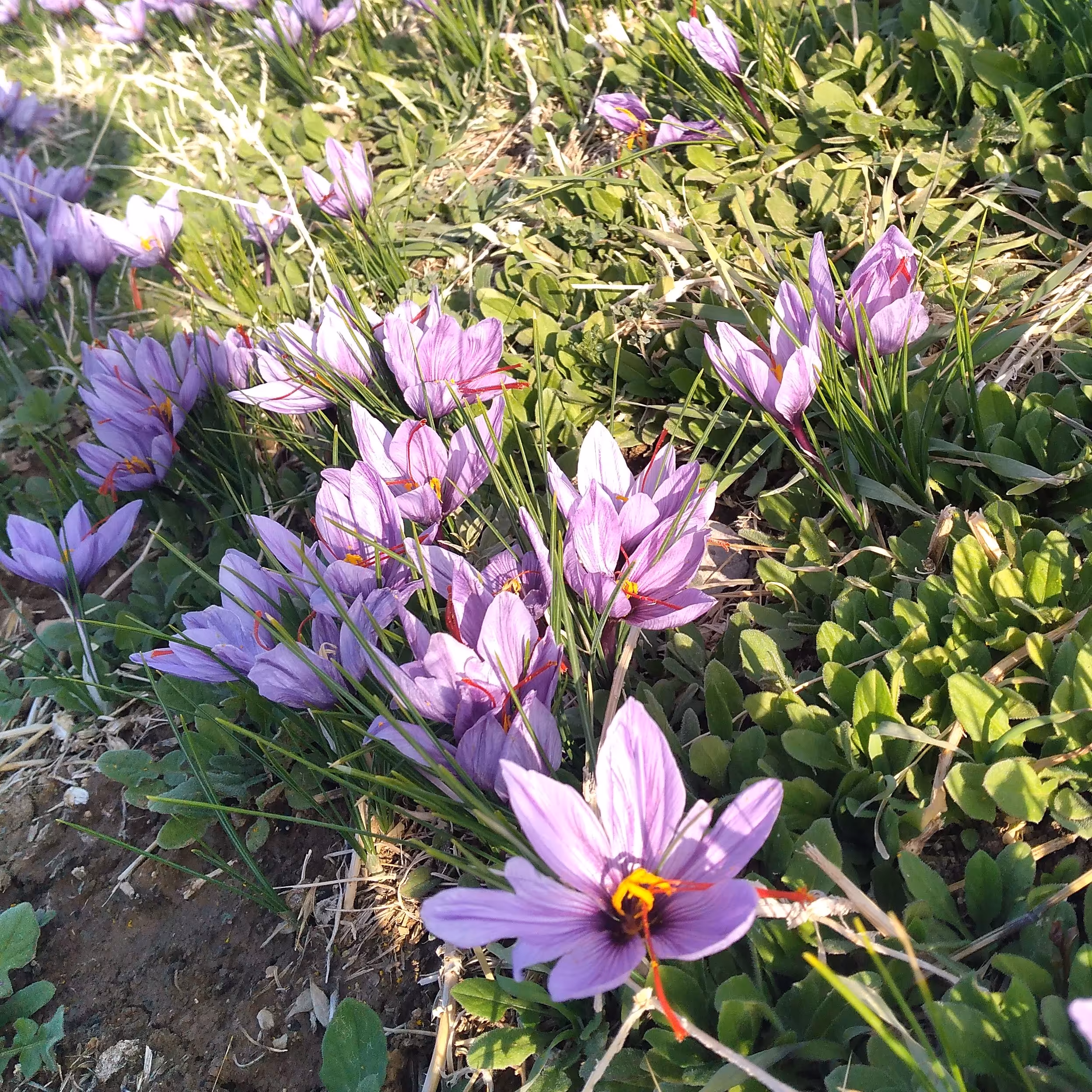 زعفران نگین سرگل