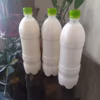 فروش ویژه دوغ کفیر معدن پروبیوتیک جهت بالا بردن ایمنی بدن