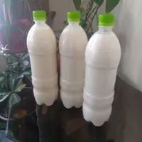 فروش ویژه دوغ کفیر معدن پروبیوتیک جهت بالا بردن ایمنی بدن