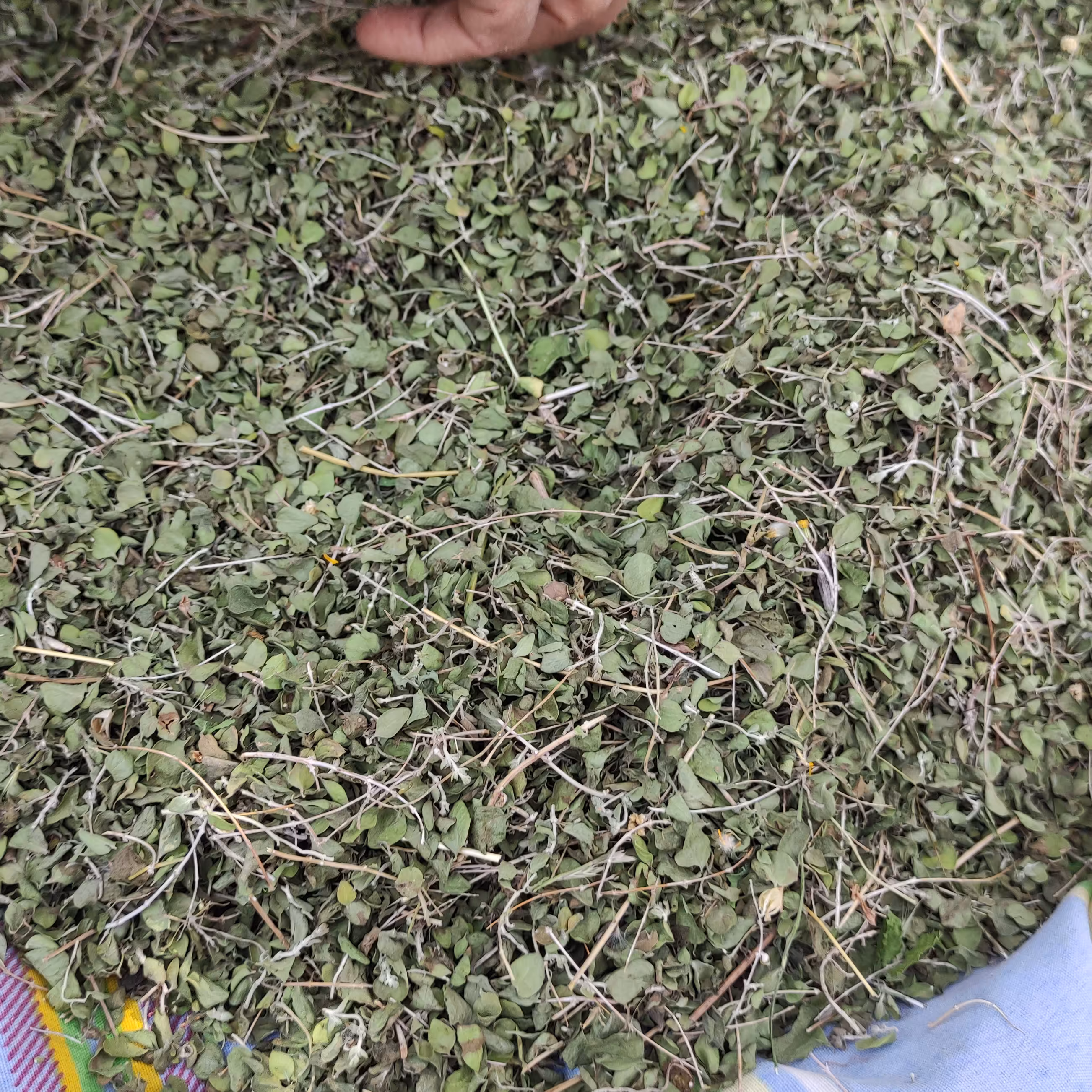 آویشن شیرازی گیاهی در بالای کوه های جنوب استان بوشهر رویش دارد 