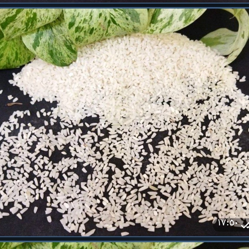 لاشه طارم هاشمی