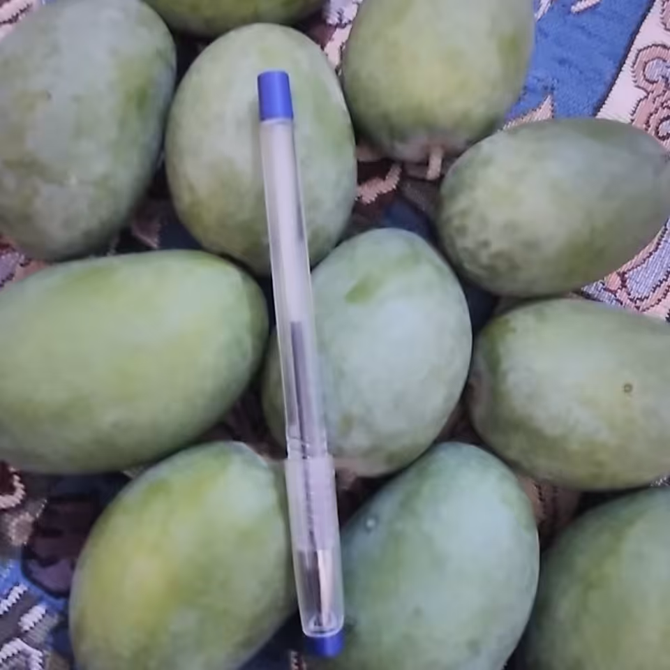 انبه سبز ترشی