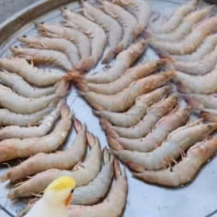 میگو درشت عمده پنج کیلویی معروف میناب