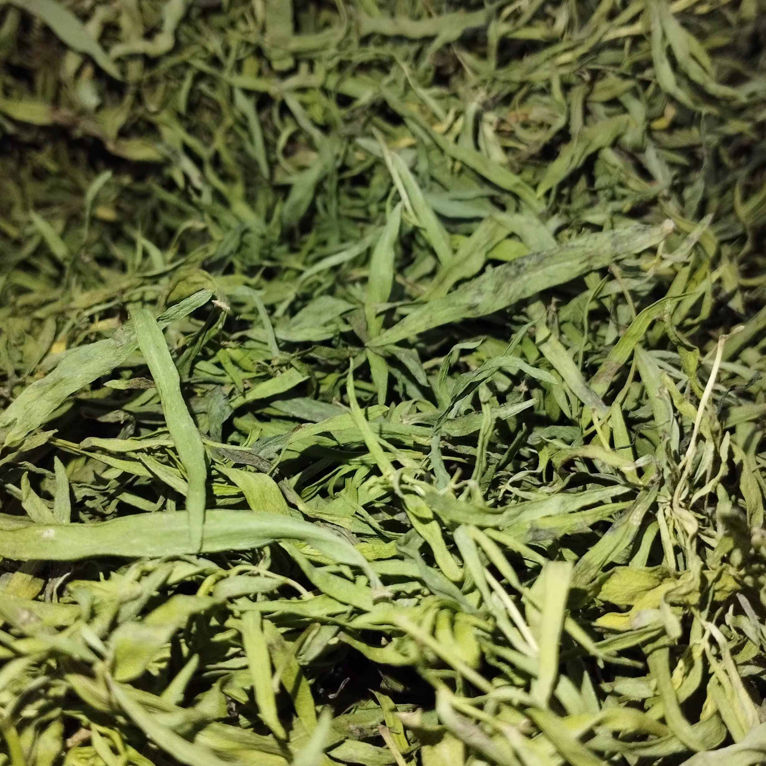 ترخون خشک خانگی